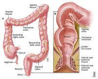 appendice et colon