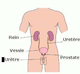 Reins,uretre,vessie, prostate